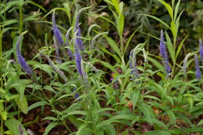 Veronica longifolia junifee