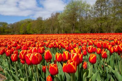 Felgekleurde tulpen