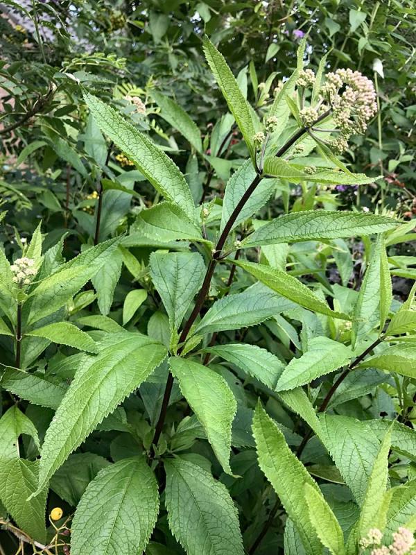 eupatorium vroeg