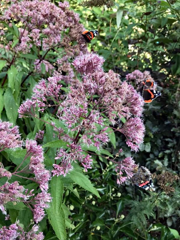 Eupatorium einde van de bloei