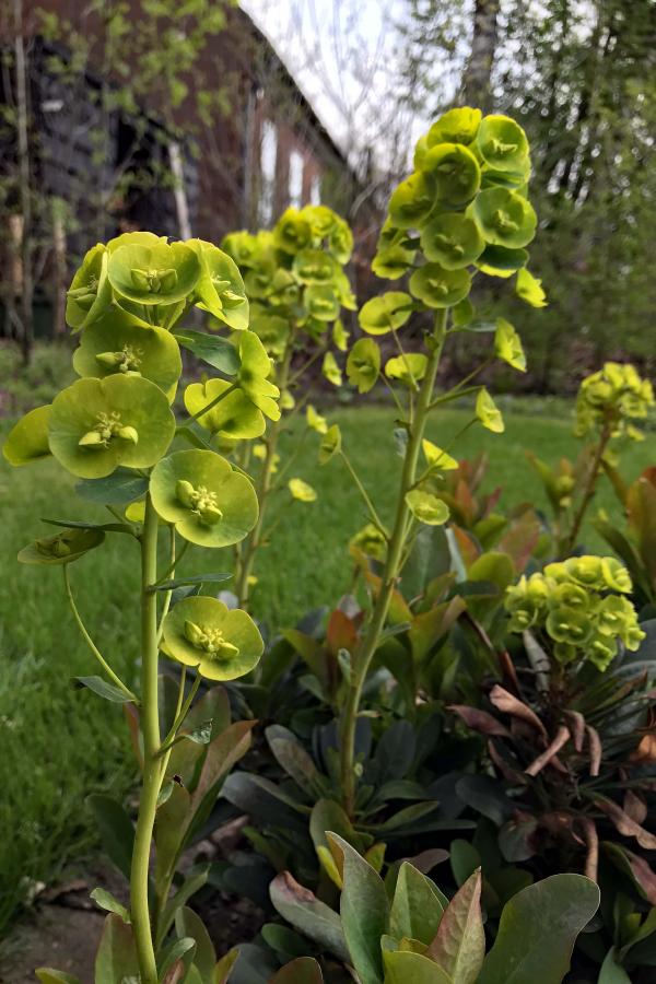 Euphorbia amygdaloides 'robbiae'