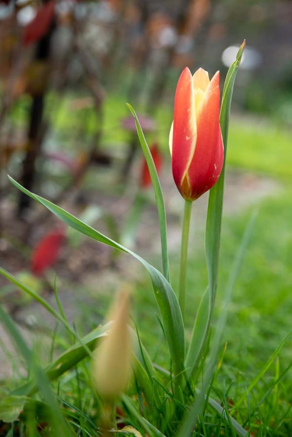 tulipa batalinii Bronze Charme