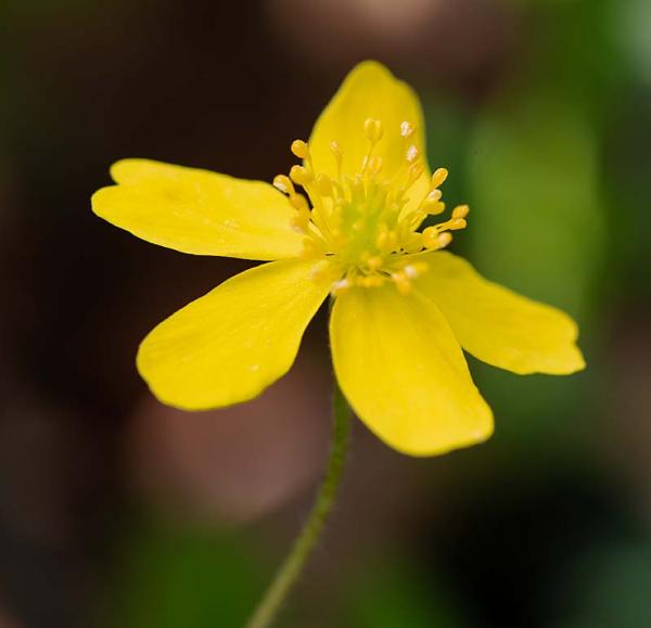 anemone ranunculoides detail