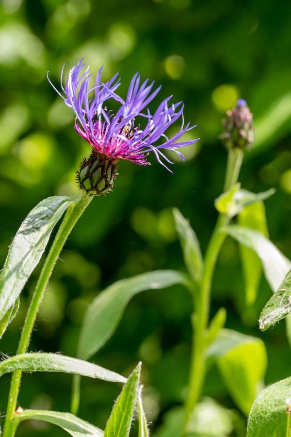 centaurea montana met bij