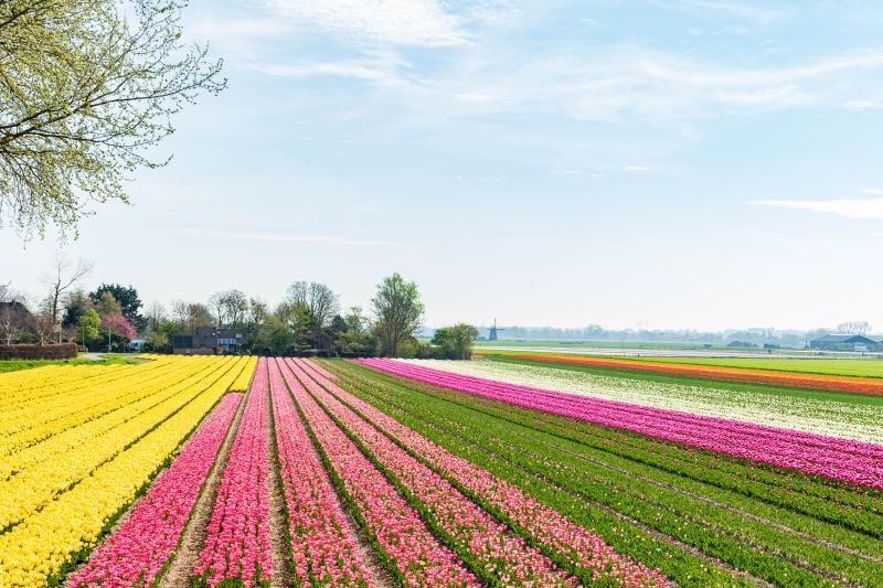 bollenvelden bij Egmond 2025
