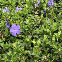 Vinca minor in de tuin