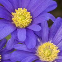 anemone blanda dichtbij
