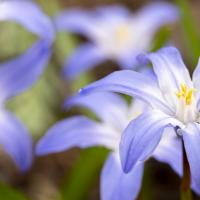 chionodoxa dichtbij