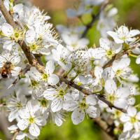 sleedoornbloesem met insect