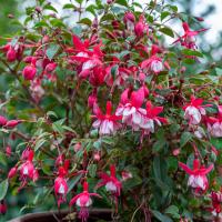 fuchsia in pot