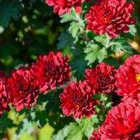 chrysant rood