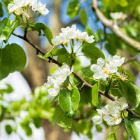 peer doyenné de comice