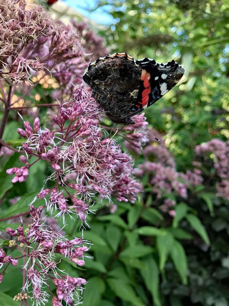 eupatorium met vlinder