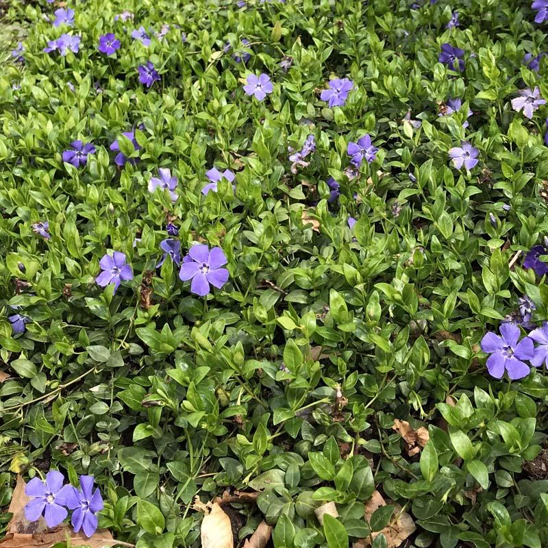 Vinca minor in de tuin