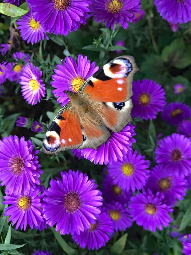Aster paars