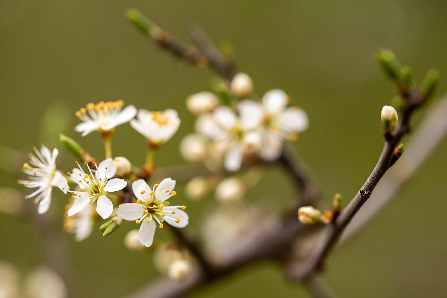 sleedoorn bloem detail