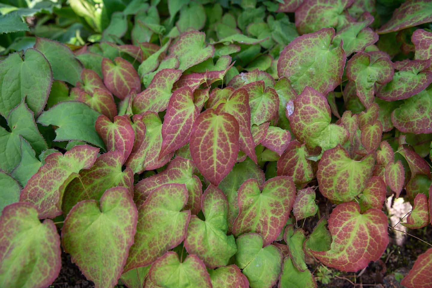 epimedium blad