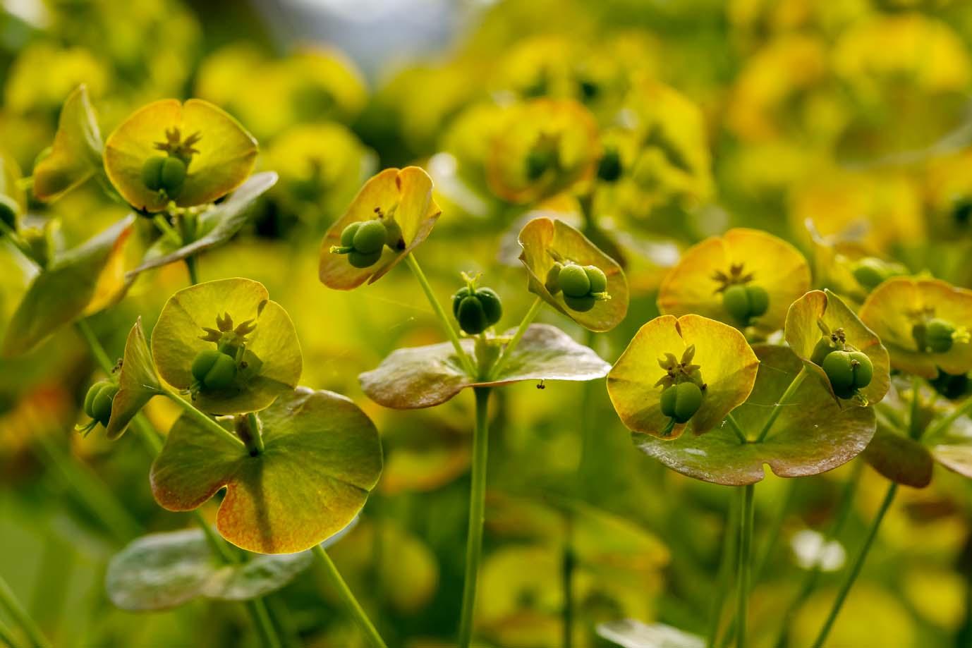 euphorbia met tegenlicht