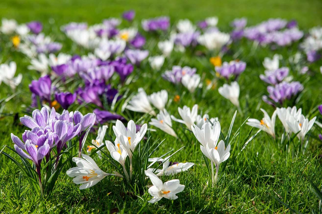 Veld met krokus