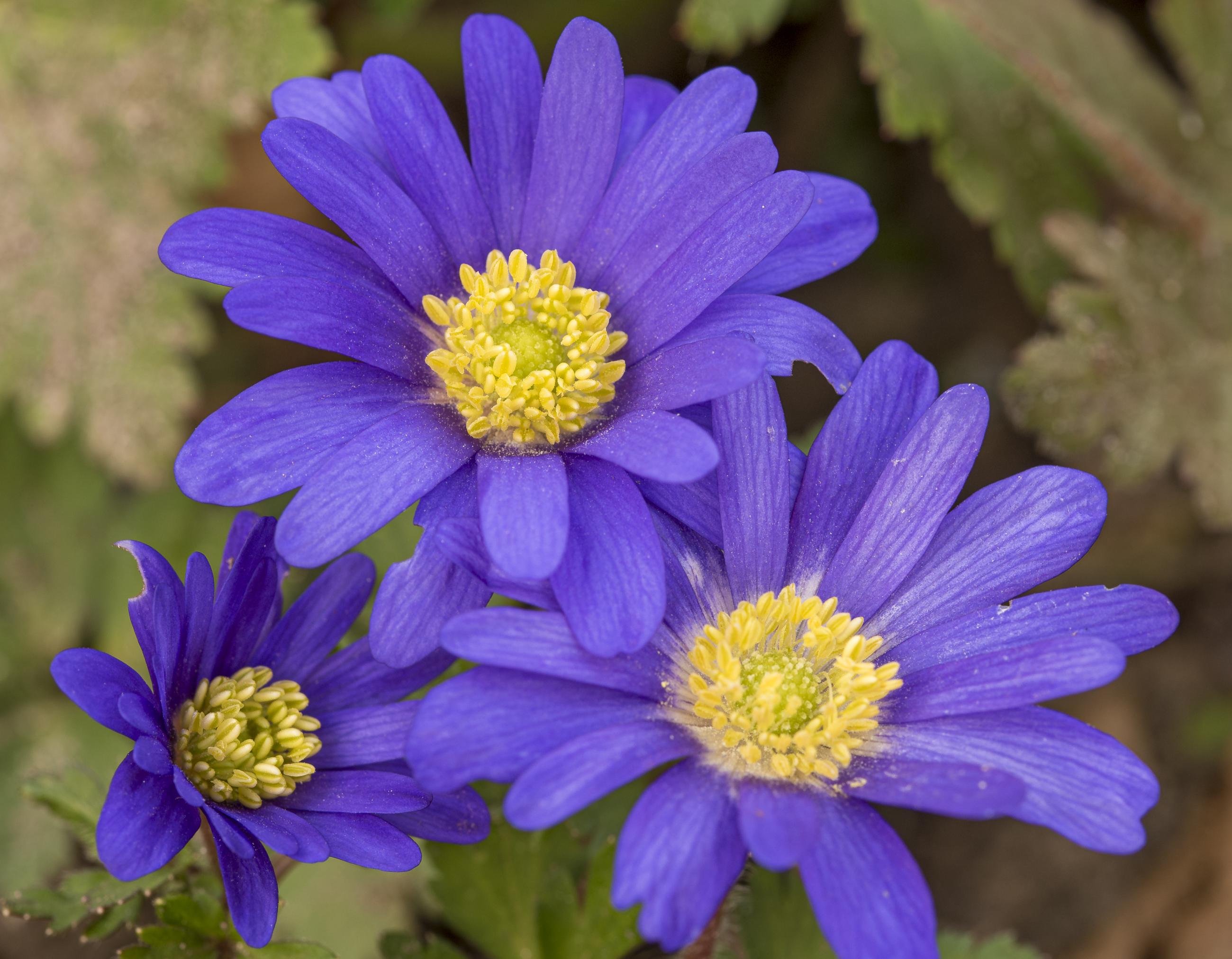 anemone blanda dichtbij