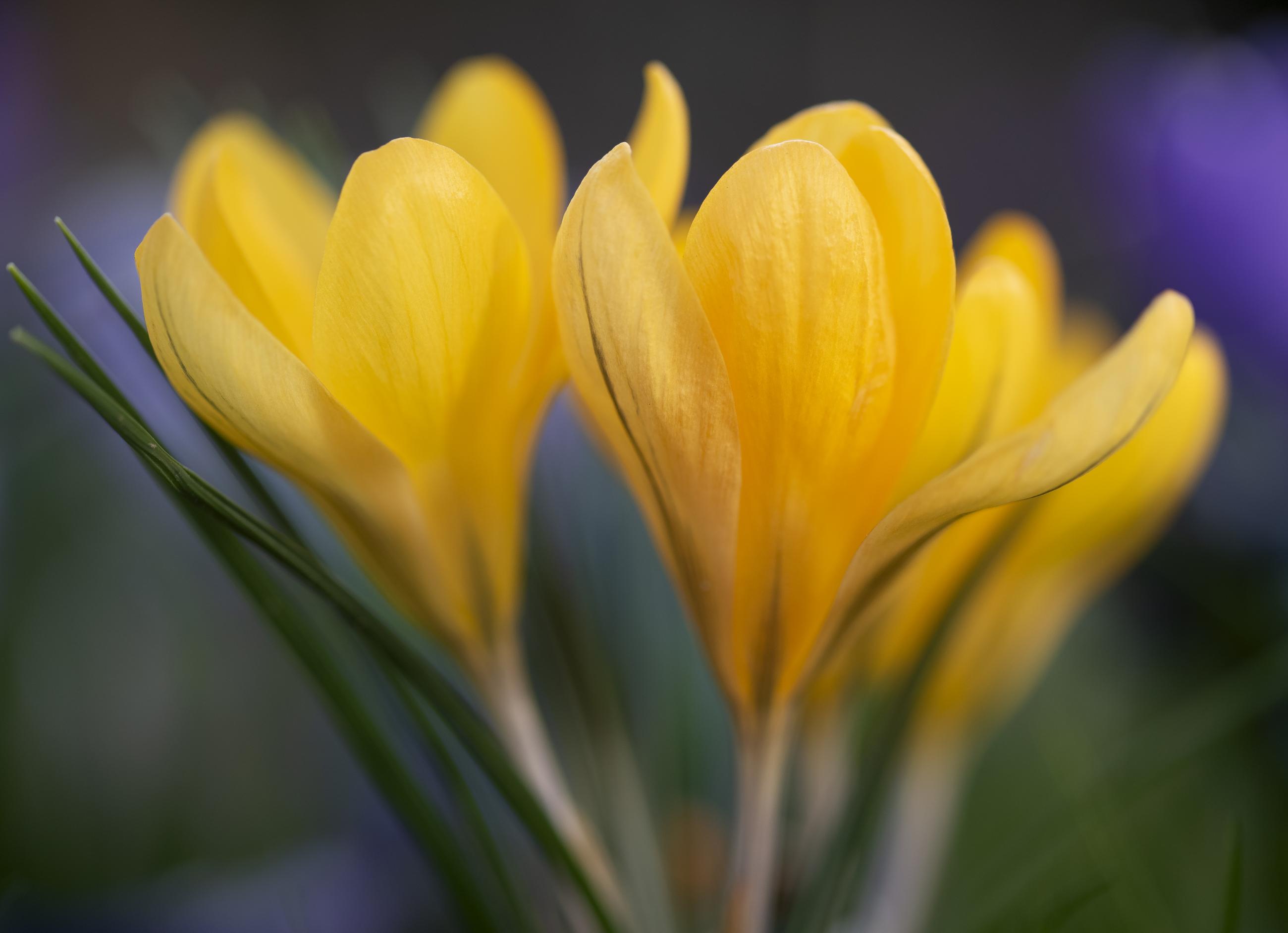 Krokus geel