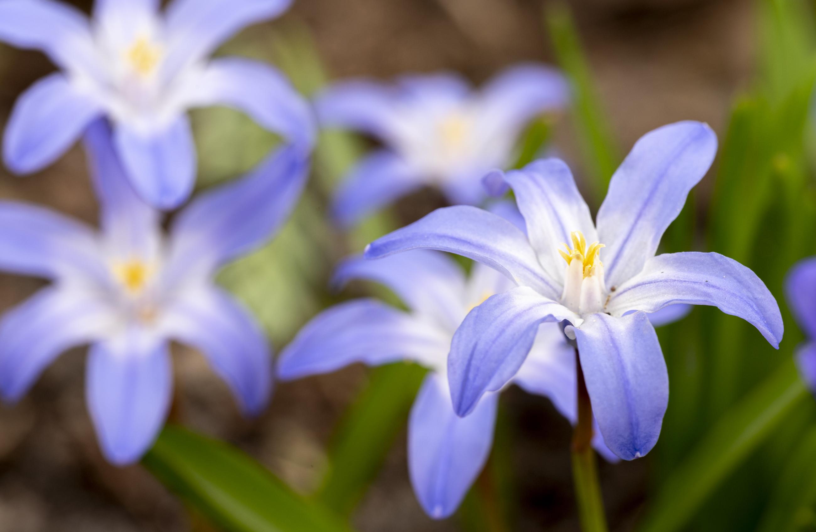 chionodoxa dichtbij