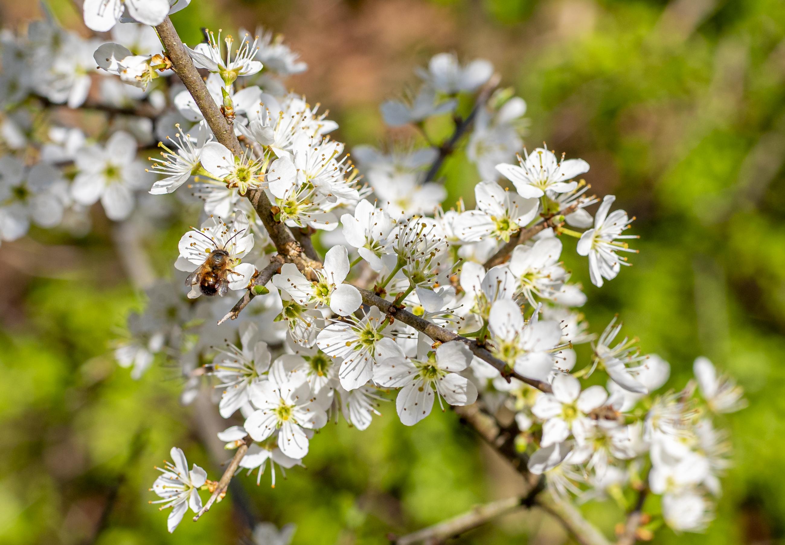 sleedoornbloesem met insect