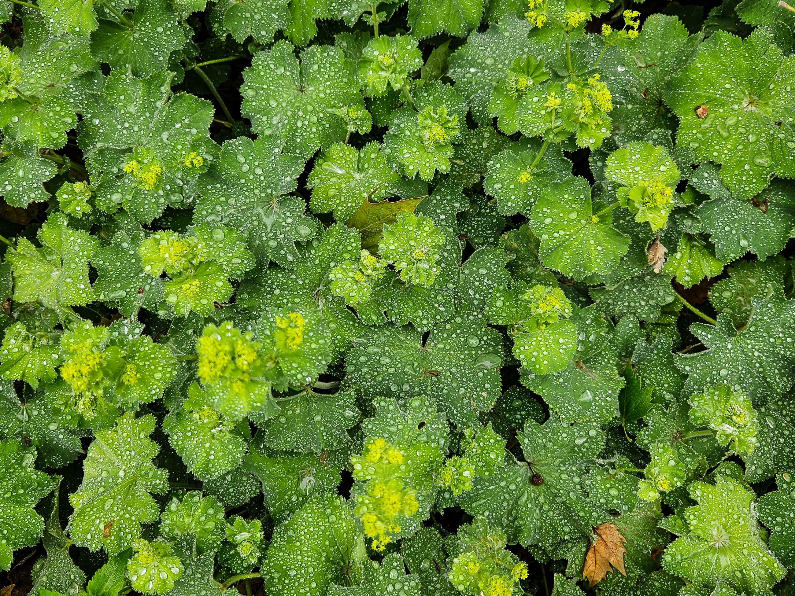 Alchemilla met druppels