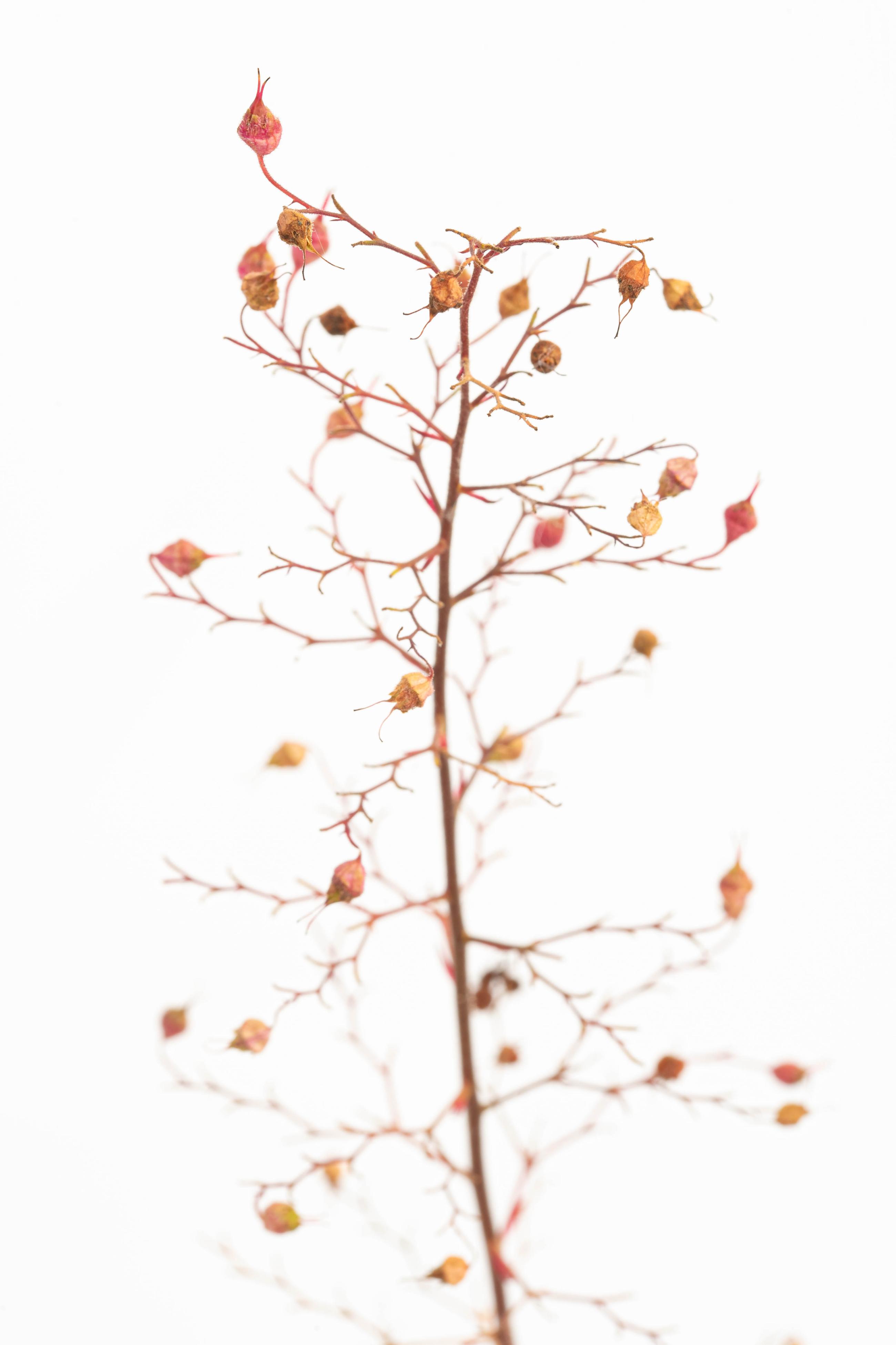 heuchera na de bloei