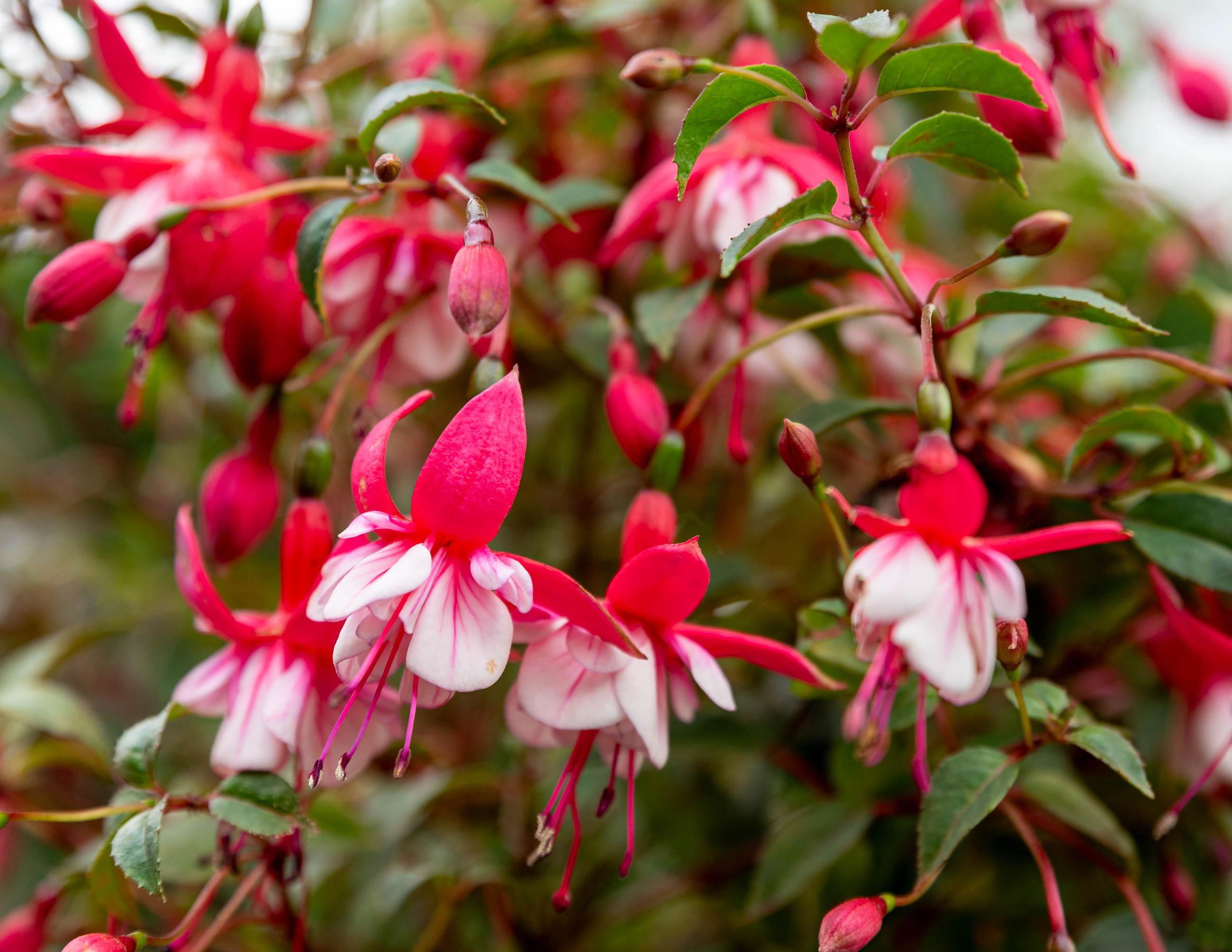 fuchsia dichtbij