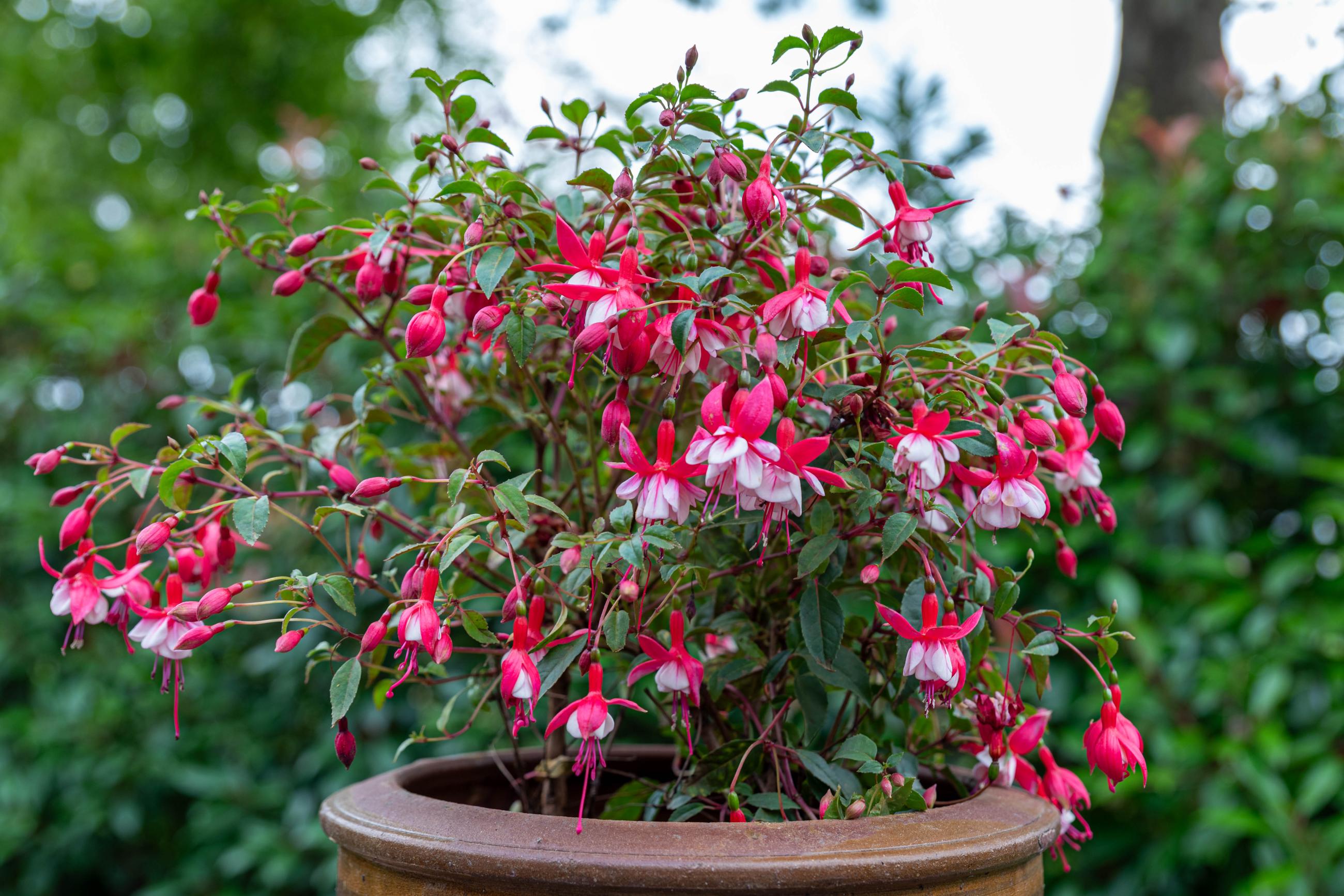 fuchsia in pot