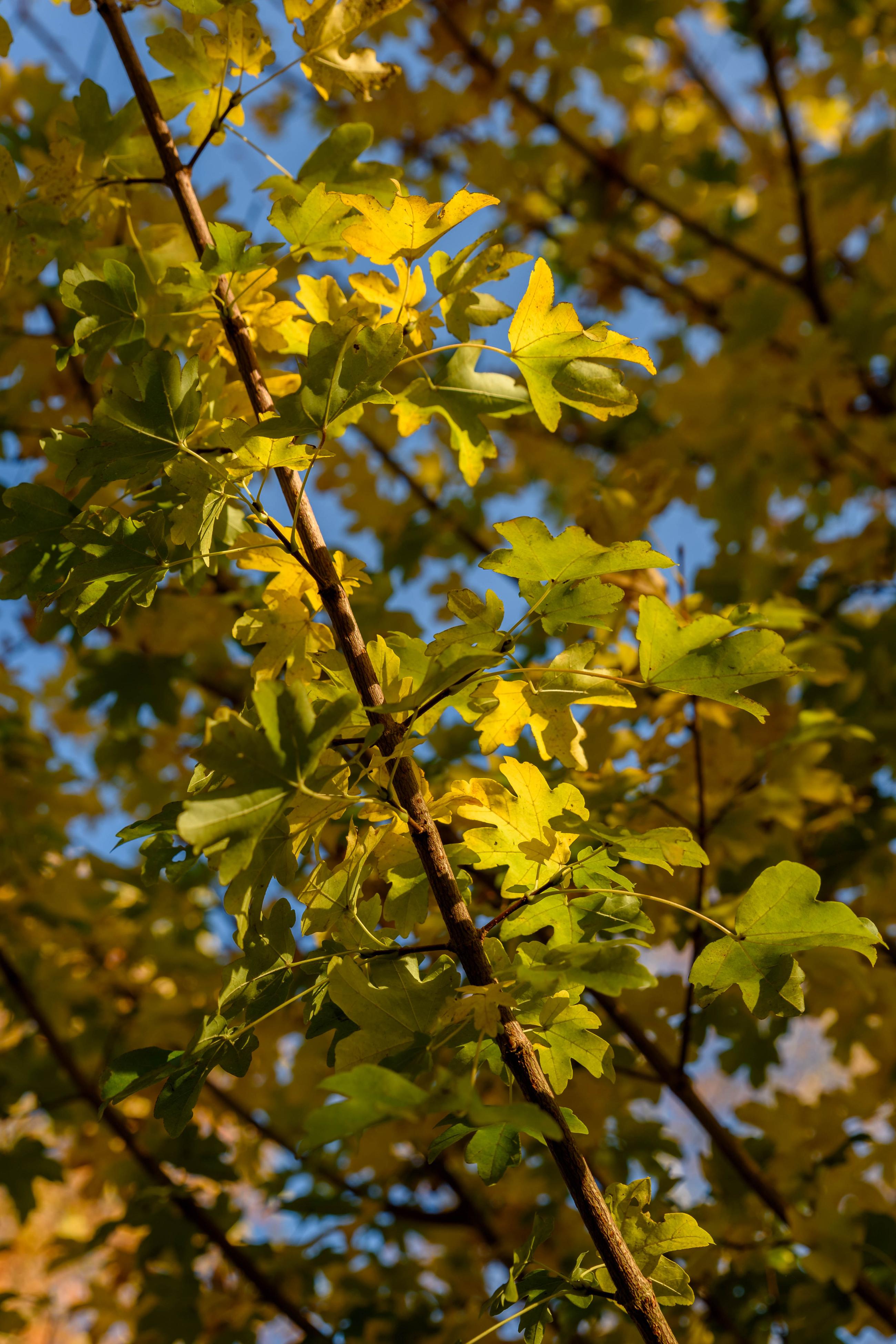 acer campestre herfst