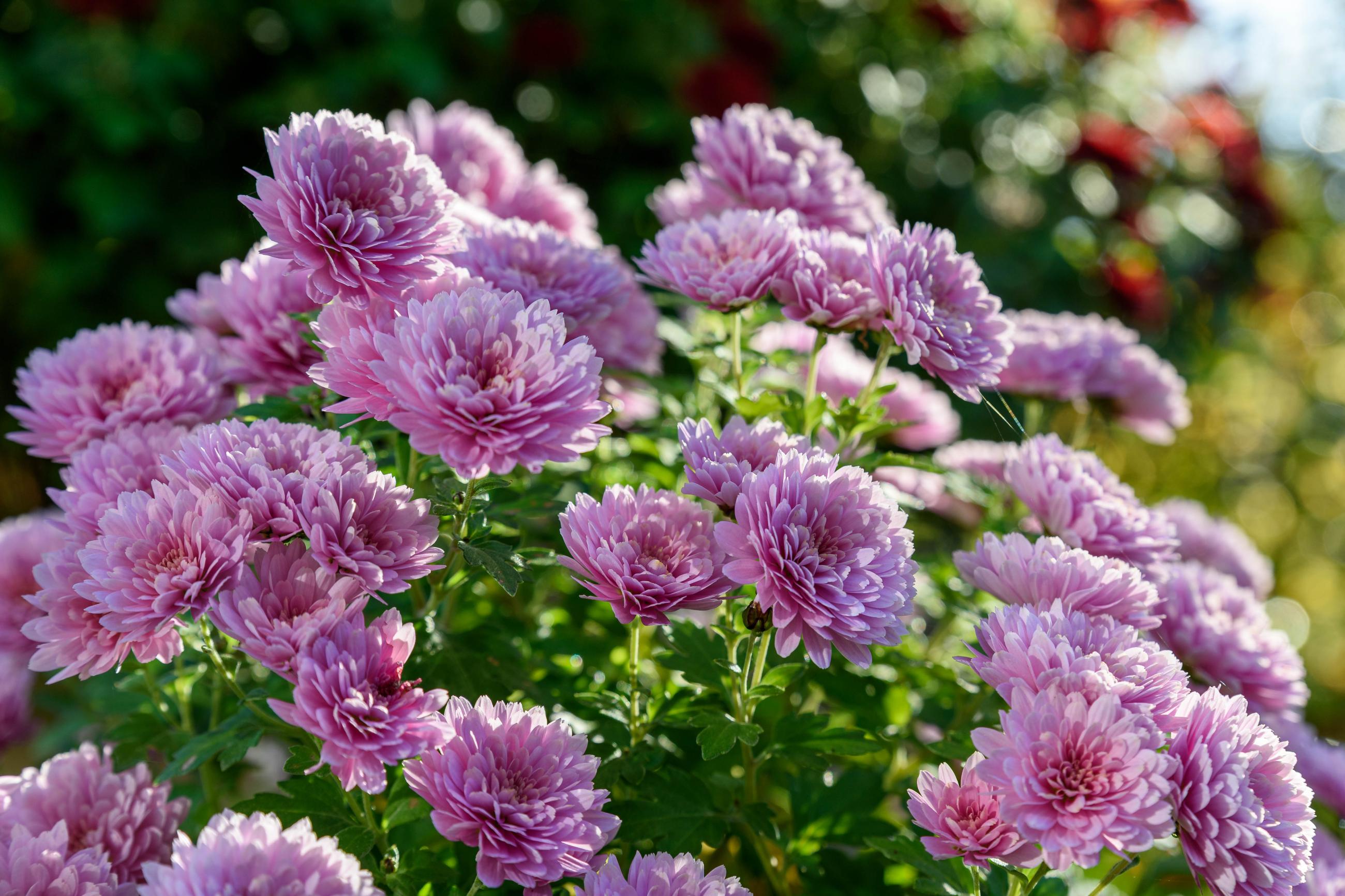 chrysant roze