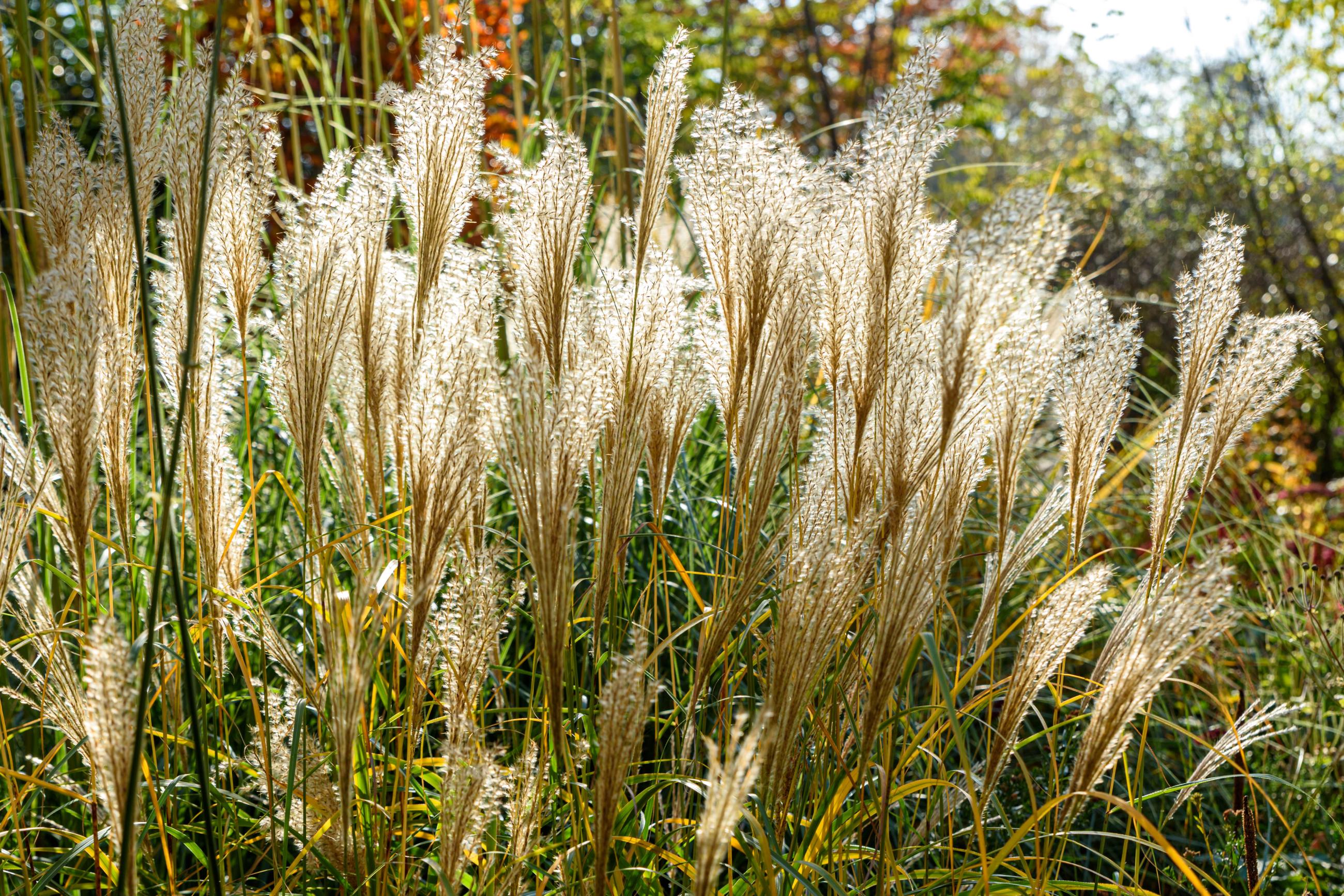 miscanthus tegenlicht