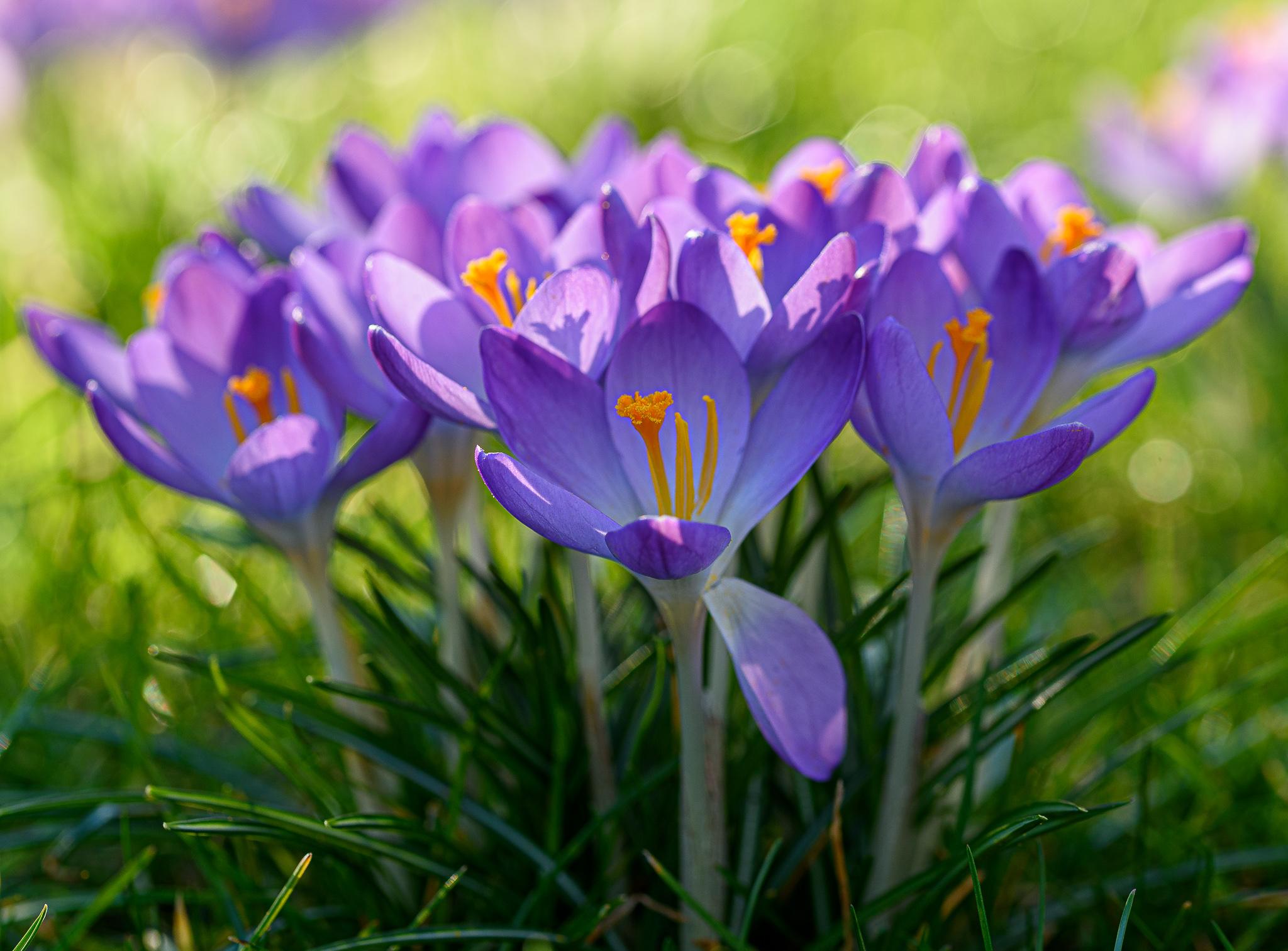 krokussen paars dichtbij