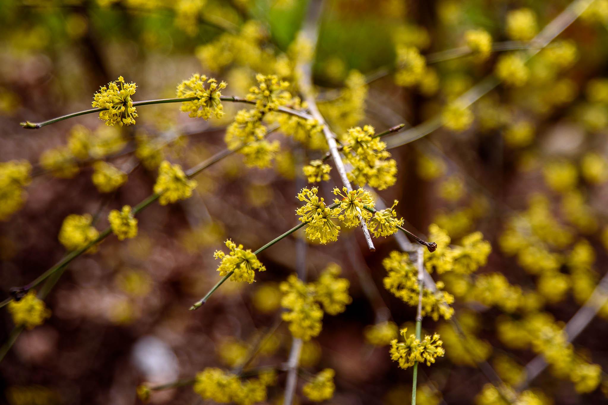 Kornoelje maart 2026