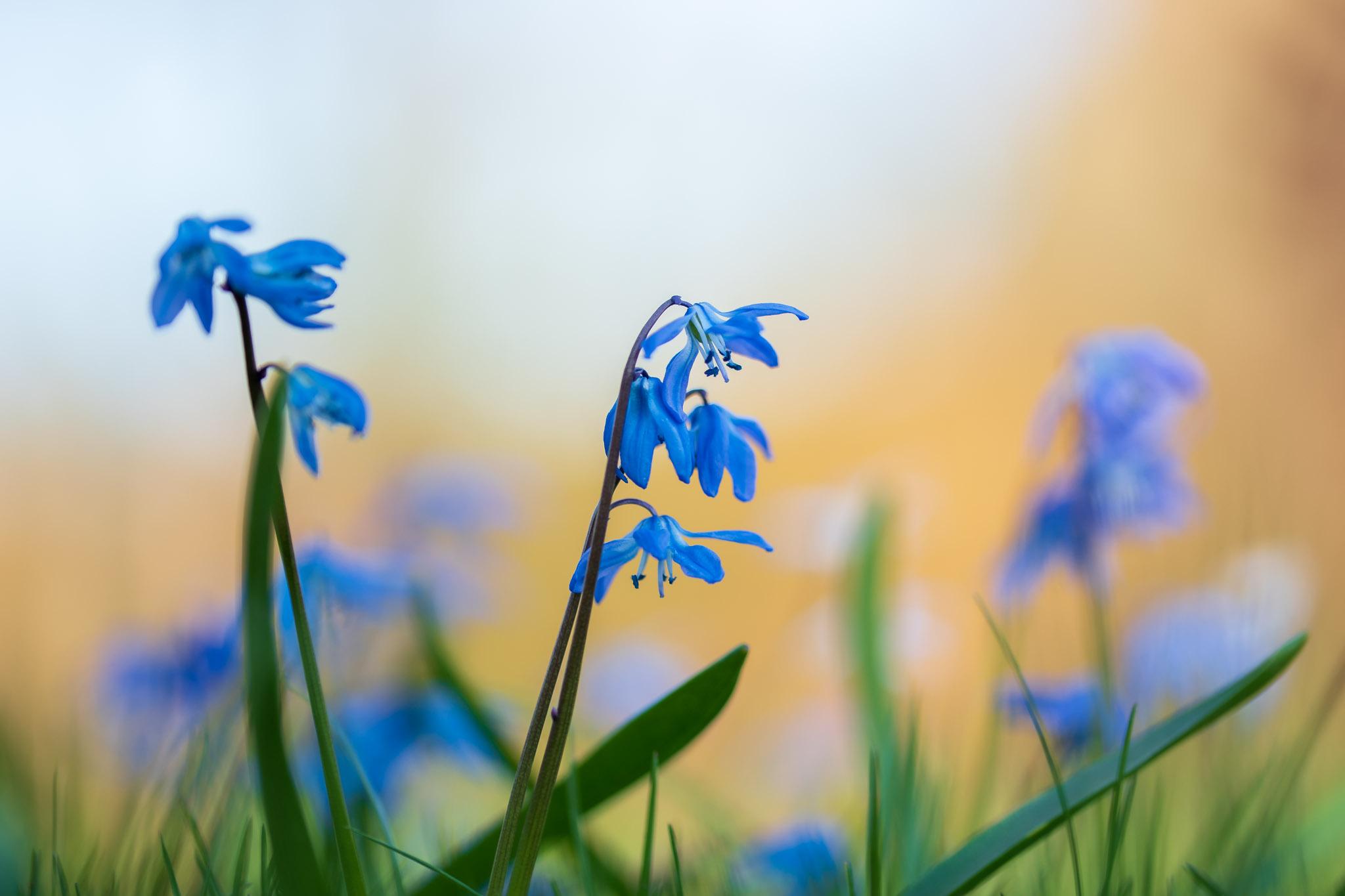 Scilla Siberica op rij