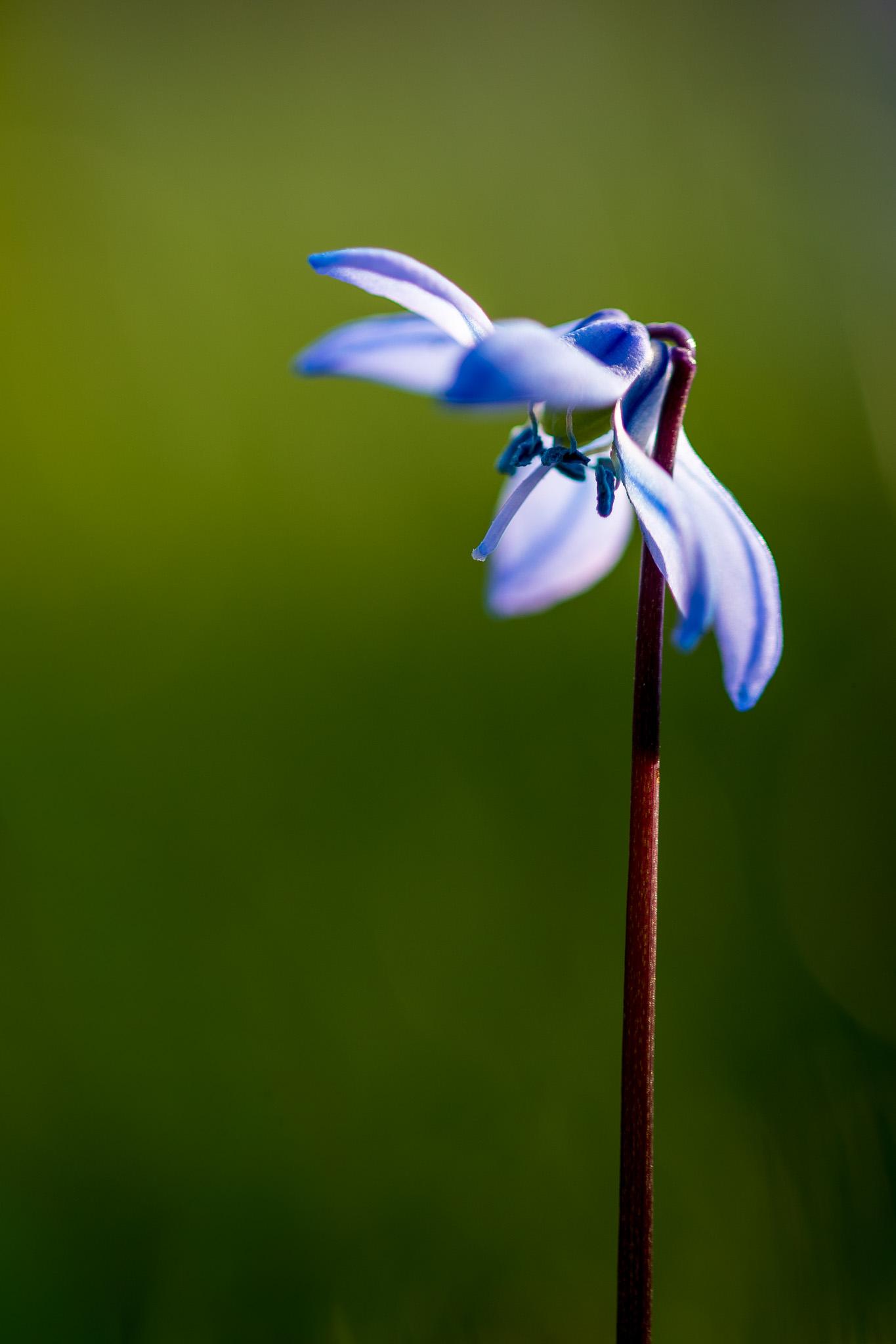 scilla siberica detail