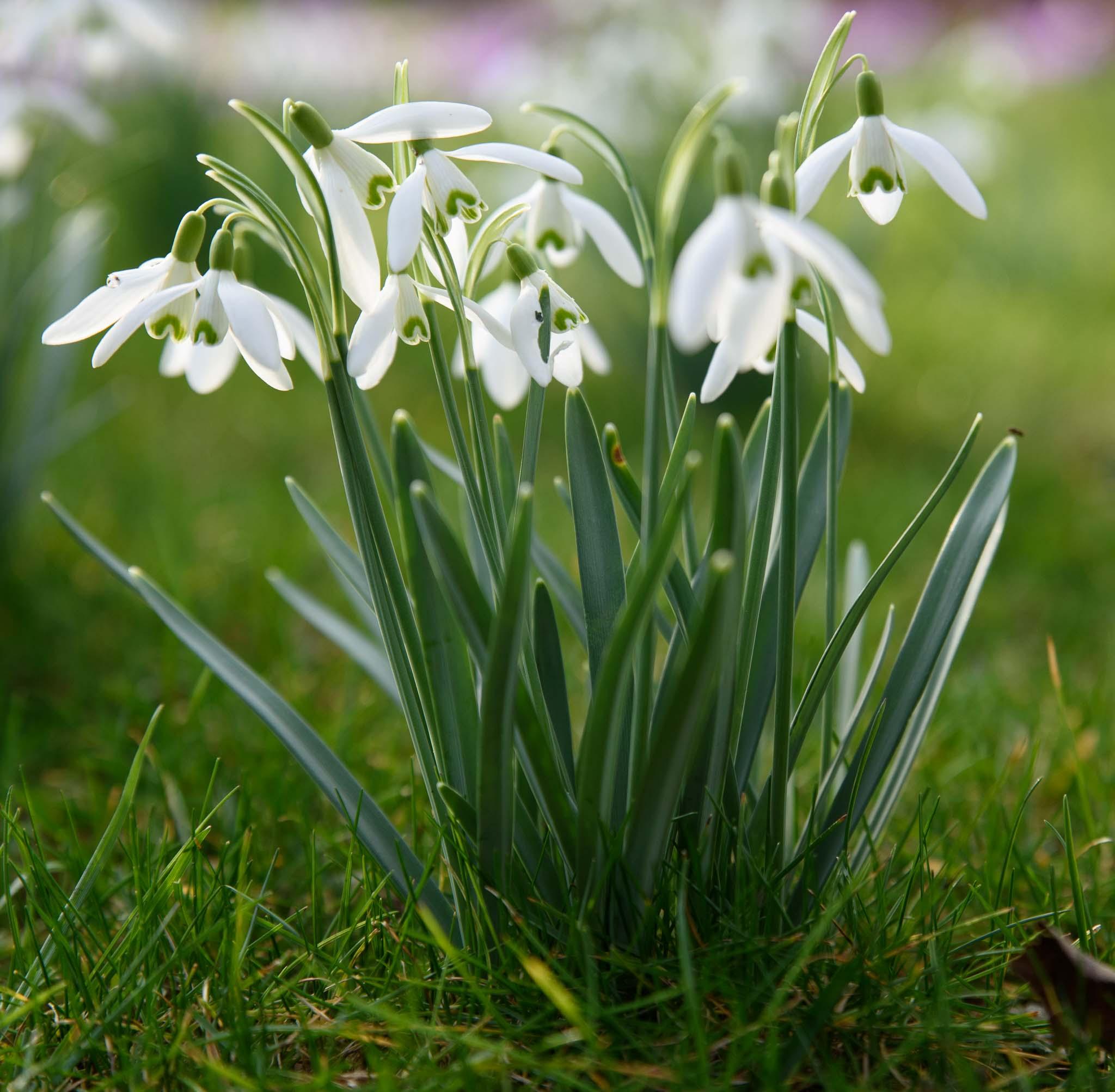 sneeuwklokjes februari 2026