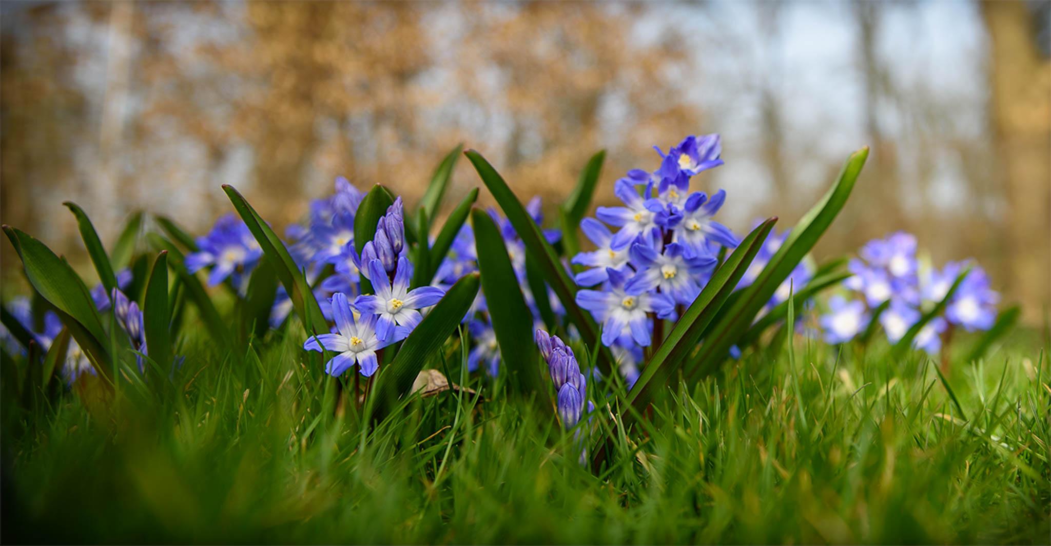 sneeuwroem maart 2026