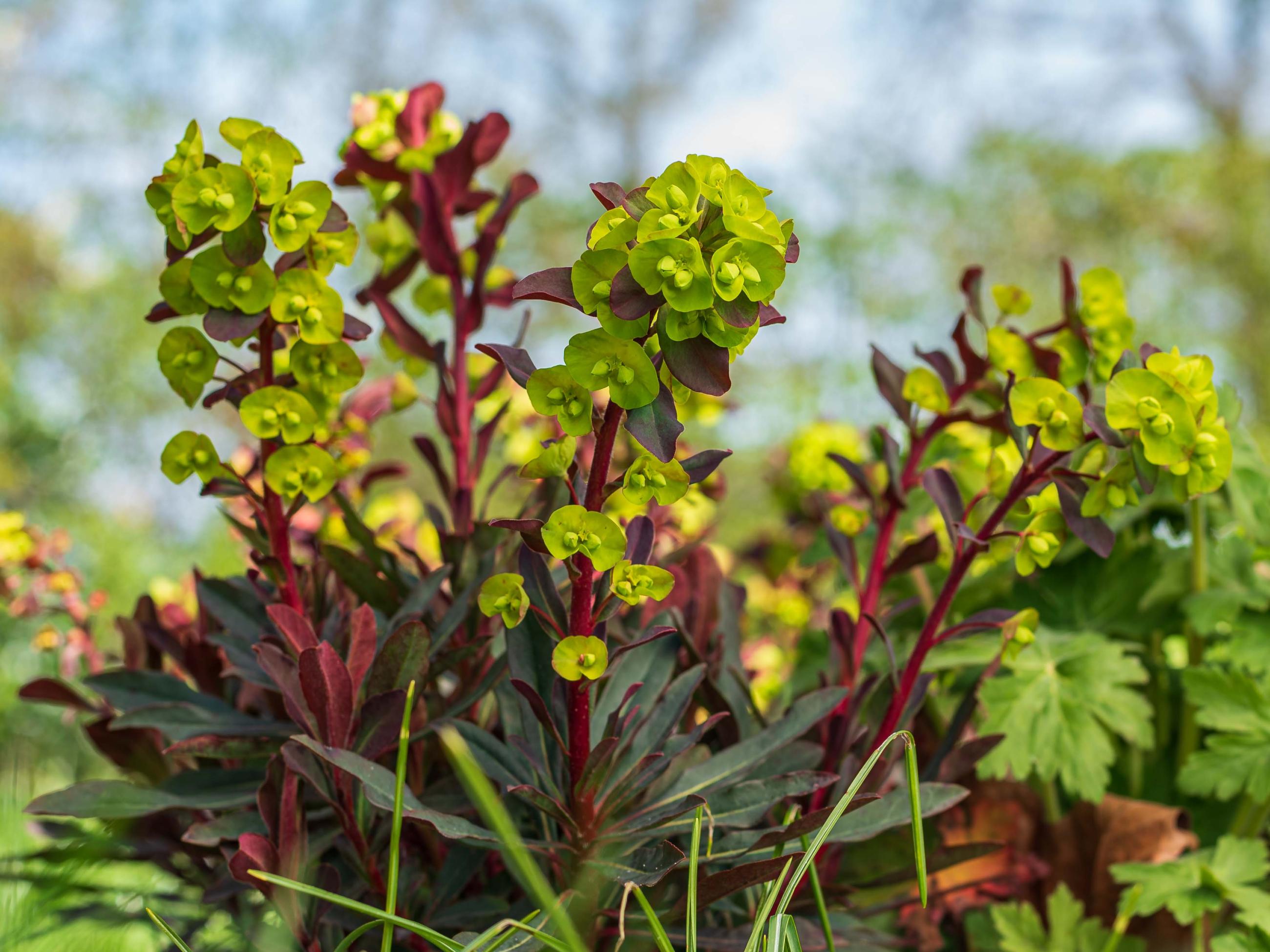 euphorbia amygdaloides 'Purpurea'