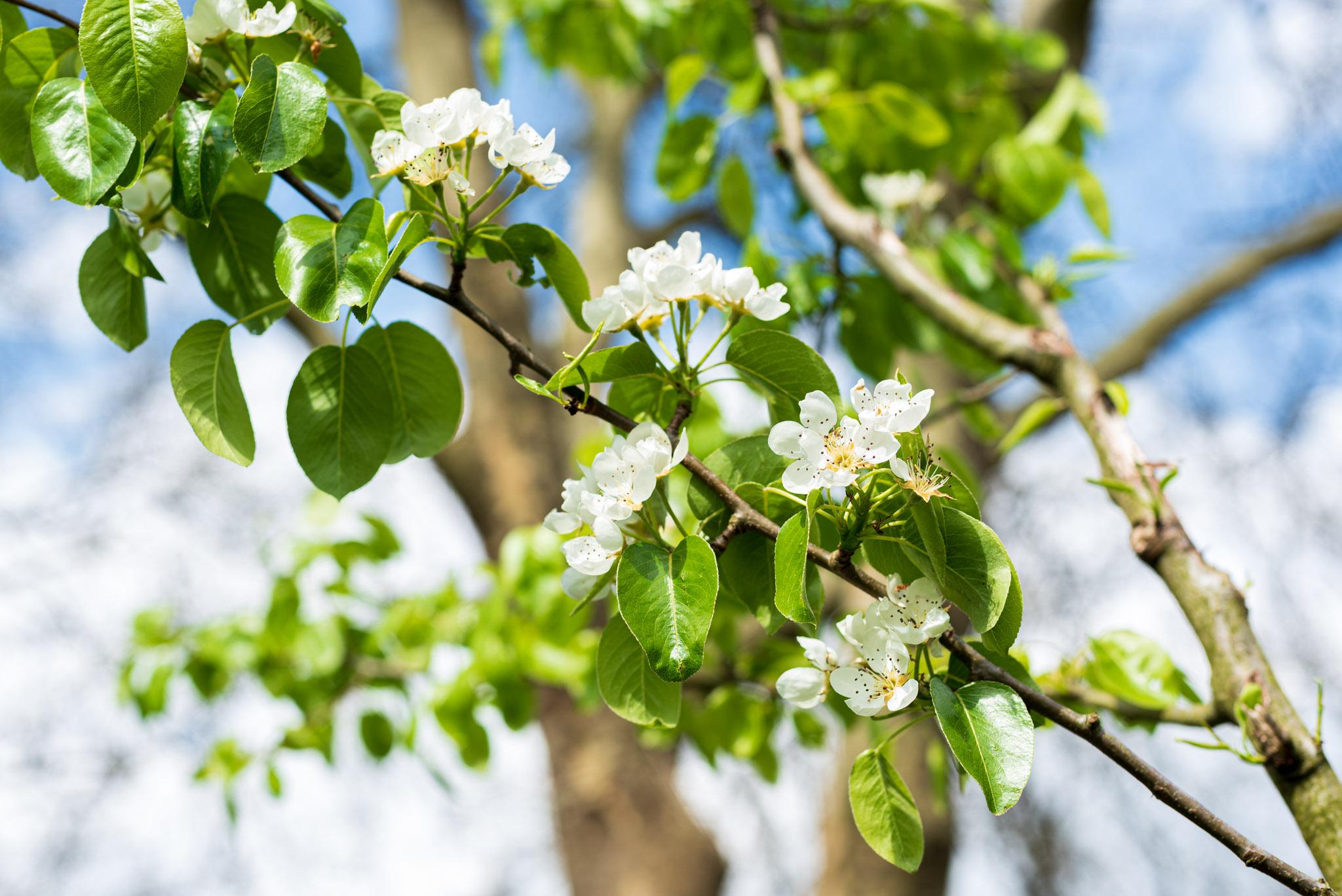 peer doyenné du comice